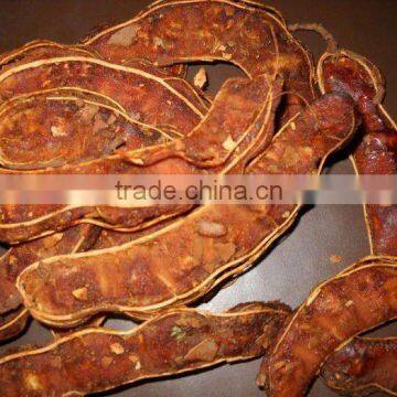 Indian Tamarind