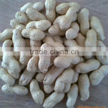 Raw Peanuts in Shell 9-11,11-13 Specification