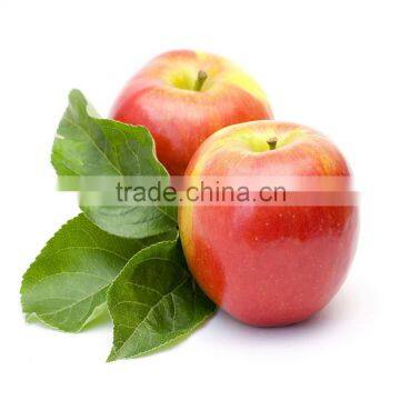 concentrate bulk apple juice for 100% fruit juice