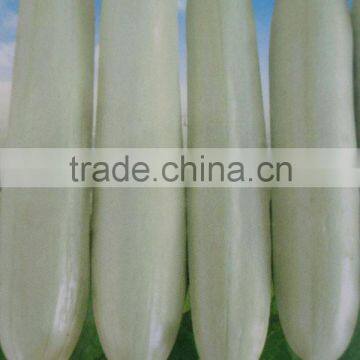 Growing Chinese F1 White Cucumber Seeds-White Snow