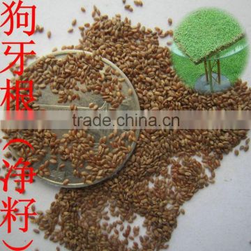 2016 New High Quality Grass Seeds Bermuda Grass Seeds For Sale