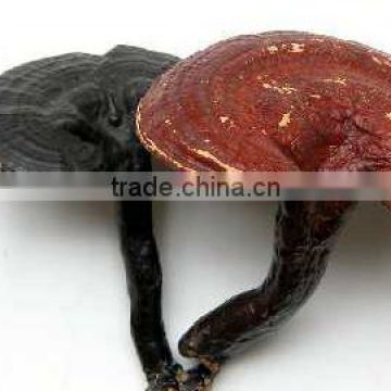 Organic Reishi Mushroom Extract Powder