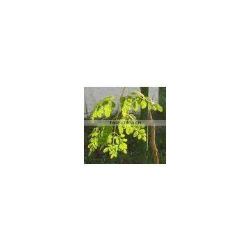 Moringa leaf