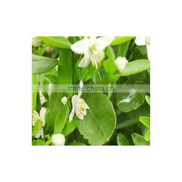 100% Original & Natural Bergamot Oil in India photo-3