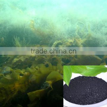 Grade A seaweed kelp extract powder price