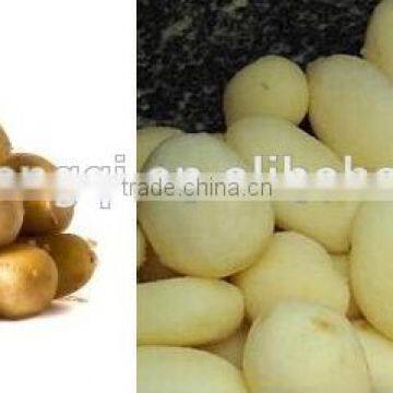 Hot Slae Cheap Sweet Potato Peeling Machine, Potato Washing and Peeling MachinePP30A photo-2