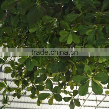 Artificial Large Outdoor Money Tree Green Large Artificial Decorative Rich Tree Money Plant Tree photo-6