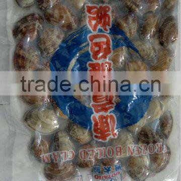 Short Necked Clam photo-2