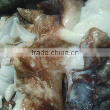 Frozen Giant Squid Neck photo-3