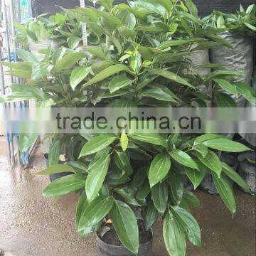 Cinnamomum Cassia Ornamental Plants photo-4