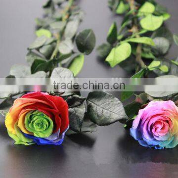 Wholesale Beautiful Real Natural Preserved Flower Preserved Rose With Stem