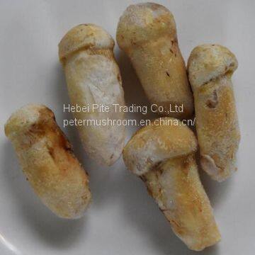 Edible Mushroom Fungus Frozen Frozen Matsutake