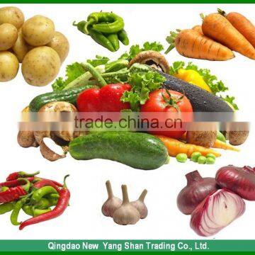 Beautiful Shape And Bright Yellow Skin Fat Ginger Chinese Spicy Ginger photo-6