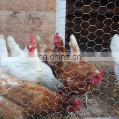 Good Quality 304 Stainless Steel Chicken Wire for Sale photo-3