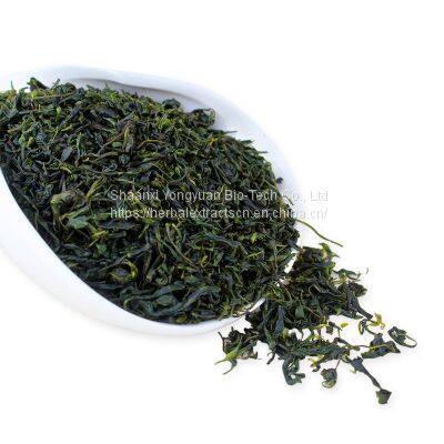 Small-leaved Kuding tea extract 10:1, Kuding Tea leaf Extract Powder, Ligustrum robustum extract, Lobular Kuding tea extract