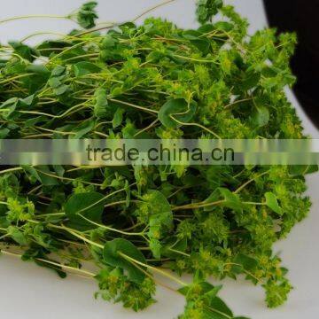 Fashion fresh preserved fresh cut leaves Euphorbia