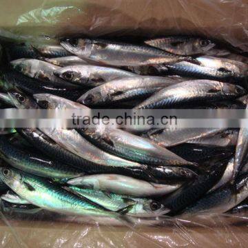 sea frozen horse mackerel