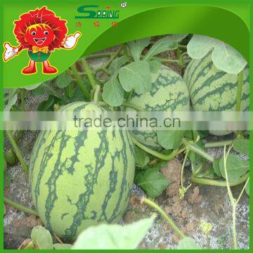 farm watermelon delicious melon in hot season big melons