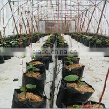 Plastic seeding pots used in Inner garden