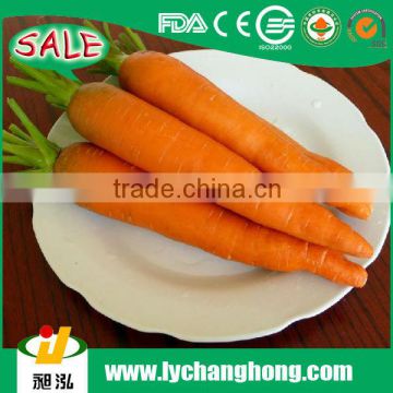 China fresh carrot vegetable price list