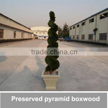 artificial preserved pyramid boxwood plant,boxwood leaf,boxwood tree