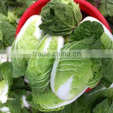 Green Spring Cabbages