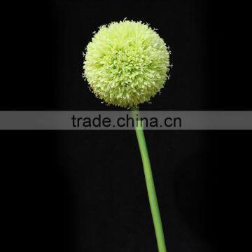 New Products 2016 Innovative Product Fistular Onion Flower With Different Size photo-5