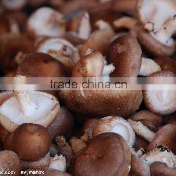 Superior Shiitake Mushroom P.E.