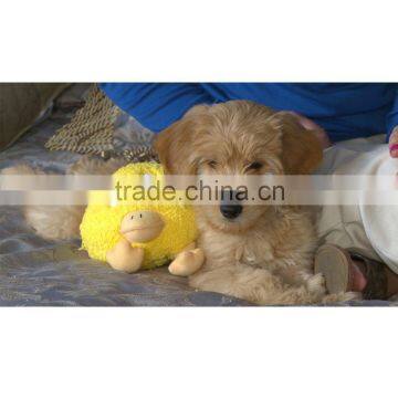 House Plans Top GaZoos Dog Toys Designer Wholesale Pet Toys For Dog photo-2