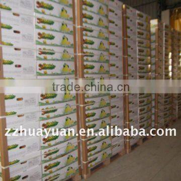 Fresh China's High Quality Pomelo
