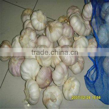 Fresh Garlic for Brazil