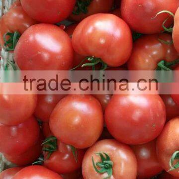 High Quality Fresh Tomato/farm Fresh Tomatos photo-3