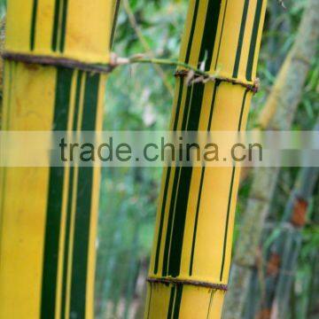 Yellow Groove Bamboo Seedling photo-2
