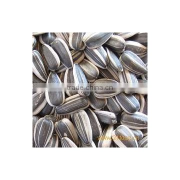 NEW CROP american sunflower seeds 20/64,22/64, 24/64