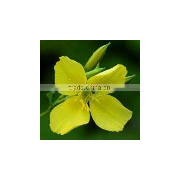 Bulk Cold Pressed Evening Primrose Oil GLA 10% photo-2