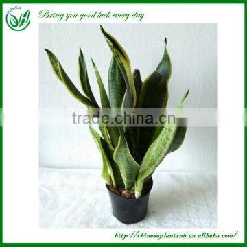 Indoor Ornamental Sansevieria Plant