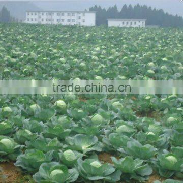 Dried Mealworms/Tenebrio Molitors for Pets photo-5