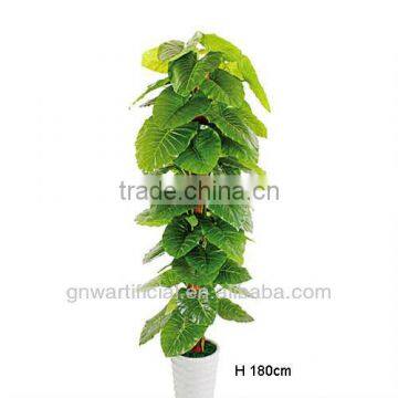 Plant and Tree Nursery Green Mini Plants Indoor Office GNW G120 photo-4