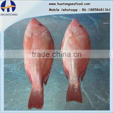 Frozen red snapper from Zhejiang of China