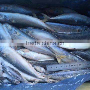 Sea Frozen Pacific Mackerel photo-3