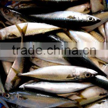 Frozen Pacific Mackerel Fish photo-2