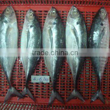 Horse Mackerel fish size 4/6