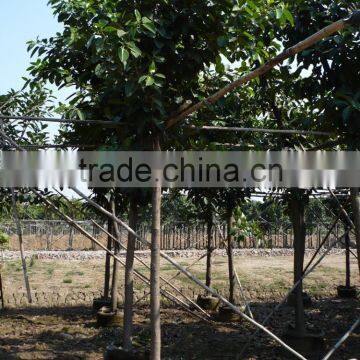 Ficus altissima potted for outdoor plants