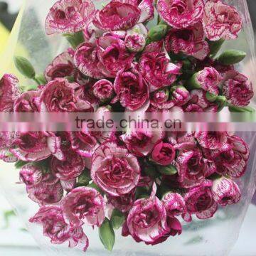 New Style High Quality Export Fresh Cut Carnation Flowers Perfect Gift For Mother Wholesale For China