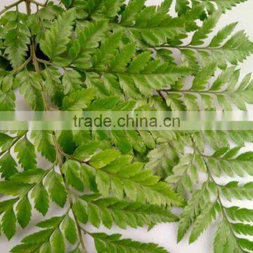 Perfect Decorative Cut Leaf Learth Fern Natural Plant Wholeasle From Yunnan,China