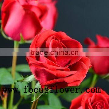 Natural long stem flowers fresh cut flowers ecuador flower wholesaler carola in good service