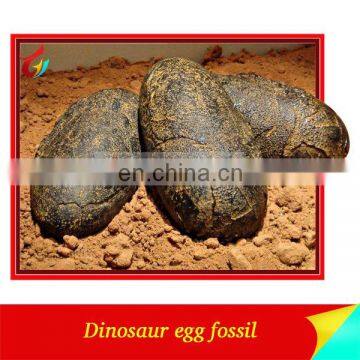 Exhibit dinosaur egg fossil