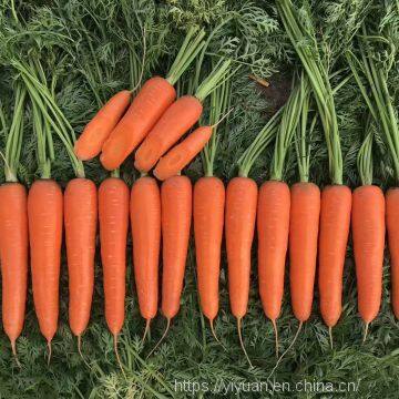 Vegetable Seeds Fresh Carrots Seeds for Sale No.84 photo-2