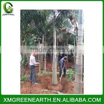 Wodyetia bifurcata - foxtail palm (3)