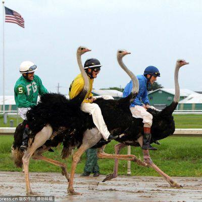 Ostrich Riding Competition Timing System photo-3